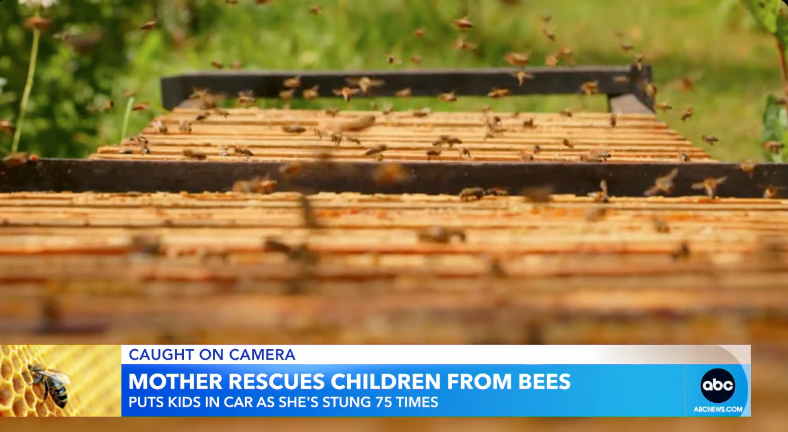 Arizona Mother Stung 75 Times By A Swarm Of Bees, Children Unharmed