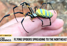 Laternflies, Cicadas…Now, Giant Joro Spiders?! Here’s What You Need To Know! Joro-spider-cbs-mornings