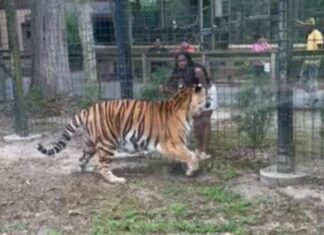 New Jersey Woman Faces Charges After Trying To Pet A Tiger At Zoo woman-tiger-cohanzick-zoo-bridgeton-new-jersey