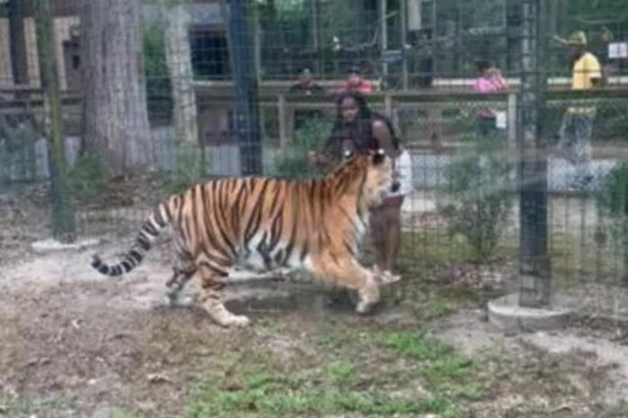 woman-tiger-cohanzick-zoo-bridgeton-new-jersey