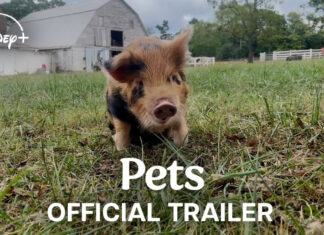 ‘Pets’ Trailer: Disney+ Explores The Unbreakable Bond Between Humans & Animals Screenshot from the Disney+ documentary Pets trailer, showcasing heartwarming moments between animals and their human companions.