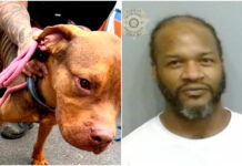 Buckhead Couple Finds Starving Dog That Leads To Jaheim’s Animal Cruelty Arrest Buckhead couple finds starving dog outside hotel leading to Jaheim’s animal cruelty arrest