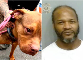 Buckhead Couple Finds Starving Dog That Leads To Jaheim’s Animal Cruelty Arrest Buckhead couple finds starving dog outside hotel leading to Jaheim’s animal cruelty arrest