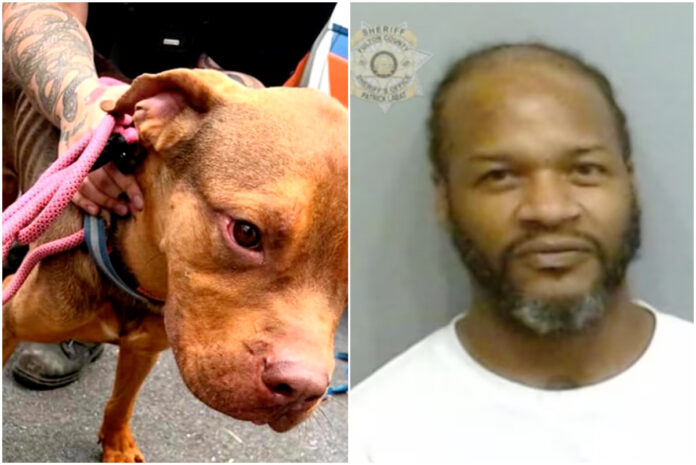 Buckhead couple finds starving dog outside hotel leading to Jaheim’s animal cruelty arrest