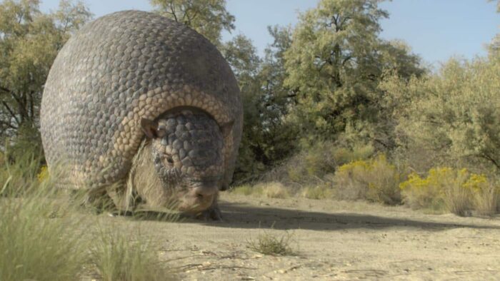 A massive glyptodon walks through ancient grasslands in “Prehistoric Planet: Ice Age” on Apple TV+.