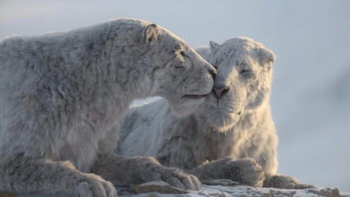 Two Ice Age cave lions share an affectionate moment in the snow in “Prehistoric Planet: Ice Age” on Apple TV+.