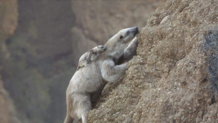 A prehistoric snow sloth climbs a cliff with her baby on her back in Apple TV+’s “Prehistoric Planet: Ice Age.”