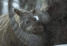 Tom Hiddleston Narrates ‘Prehistoric Planet: Ice Age’ On Apple TV+ With Music By Hans Zimmer A mother and baby woolly rhinoceros in the Ice Age wilderness, featured in “Prehistoric Planet: Ice Age” on Apple TV+.