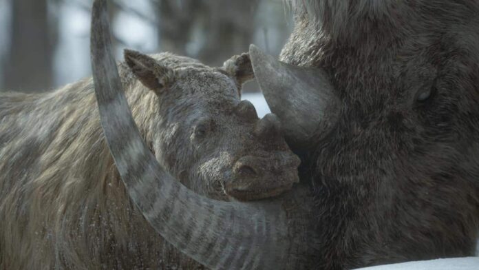 A mother and baby woolly rhinoceros in the Ice Age wilderness, featured in “Prehistoric Planet: Ice Age” on Apple TV+.